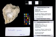 Foto (Objekt + Etiketten) von Eodromites grandis (von Meyer 1857)